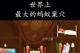 世界上最大的蚂蚁巢穴，可容纳上百万只蚂蚁！视频封面