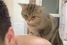 猫咪为了生活放下了猫的尊严 一脸不情愿的给主人按摩#猫猫的心思全写在脸上了 #喵星人视频封面