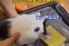 主人：收拾行李中，勿扰，猫咪：带我走呗，这地儿不就是给我留的吗？#快看萌宠视频封面