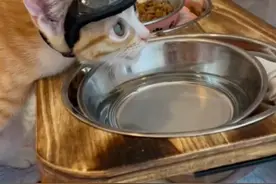 流浪猫头骨有洞，手术后变身钢铁侠！ #被猫猫治愈的瞬间 #动物救助
