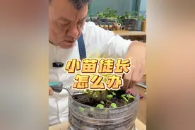 阳台菜园种的小苗徒长了怎么办，培土补光很重要哦~ 冬季我们在家里阳光房、太阳上种植的蔬菜很容易徒长，其实是由于温度湿度阳光三个原因导致的，那么小苗徒长了之后也不用担心，对于可以移栽的植物，我们可以通过换盆深植来处理，那对于杨花萝卜这样不能移栽的植物，可以通过培土来处理，移栽或者培土之后，要注意增加光照以及控制湿度与温度，大家遇到徒长的小苗不用担心哦~~#种植小技巧 #阳台种菜 #自己种的纯天然的绿色蔬菜 #家庭种植 #种菜视频封面