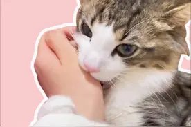 猫扑你咬你的真正原因 #猫扑人 #猫咬人 #新手养猫 #养猫经验分享视频封面