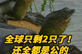 全球只剩2只了！还全都是公的，我国仅剩一只该如何进行有效繁殖 #动物  #保护动物  #保护环境视频封面