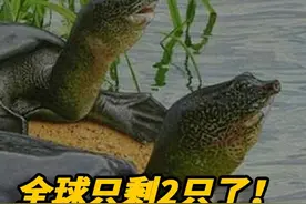 全球只剩2只了！还全都是公的，我国仅剩一只该如何进行有效繁殖 #动物  #保护动物  #保护环境视频封面
