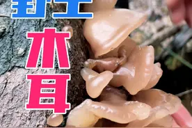 山里的枯树上面全部都是密密麻麻的蘑菇，捡都捡不完，真的太多了，太刺激了#我的乡村生活 #捡蘑菇 #野生菌 #抖音新农人视频封面