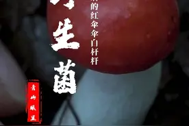 一场雨之后，山上的各种白伞伞红杆杆全冒出来了，可以看看各位采的蘑菇吗？#野生菌 #大自然的馈赠 #捡菌子 #新农人计划2023 #这种蘑菇你吃过吗 #我的乡村生活 #采蘑菇 #菌子 #云南人吃菌子的季节 #植物科普 #大山里的原生态 #美食分享 #乡村守护人2023视频封面