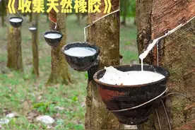 这简直就是泰国人的摇钱树，纯天然的橡胶从采集到制作的全过程。视频封面
