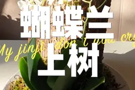 将蝴蝶兰绑上树，模仿野外环境养护 #蝴蝶兰 #花卉绿植视频封面