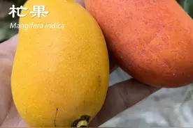 小台芒和贵妃芒各有有点和缺点，你更喜欢吃哪种呢？@抖音青少年 @DOU+小助手 
#植物 #植物科普 #水果 #芒果 #贵妃芒 #小台芒 #杧果视频封面