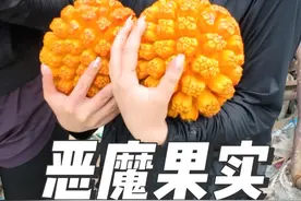 恶魔果实真的可以吃吗？ 又是带粉丝赶海的一天，才发现这东西能吃！ 长知识的一天。#海岛生活 #人生旅行清单  #大海的馈赠 #人生建议去海岛  #赶海记视频封面