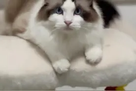 实锤！布偶猫在其他猫眼里，确实是丑八怪！视频封面