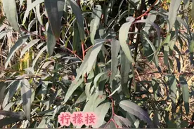柠檬桉（内容仅供参考） #植物科普 #植物百科 #植物科普视频视频封面