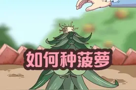 菠萝是如何种植的？ #种菠萝 #轻漫计划 #新农人计划 #万物皆可达 #原创动画视频封面
