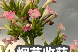 惊掉下巴！一盒顶级烟卷的原材料烟叶成本是多少？ #烟草 #烟叶 #植物科普视频封面