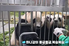 24.09.30 爱宝妈妈在做血压测量，睿宝辉宝在旁好可爱！视频封面