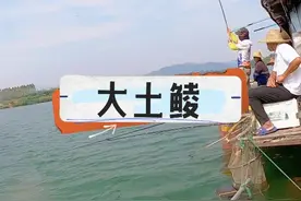水质一流，大土鲮泛滥的网红钓点分享！ 想挑战2斤以上的野生土鲮吗？又或是3斤以上的？想一天渔获过百吗？清远大舞台，有梦你就来，不管你是距离100公里还是200公里，强烈推荐你过来挑战，探钓后对鱼情总结了几点，希望钓友们做好攻略满载而归！#原来钓鱼才是抖音运动顶流 #2024dou来钓鱼 #钓鱼 #钓土鲮视频封面