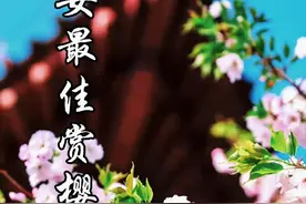 青龙寺的樱花是真的美，花期已到赶紧约起来#青龙寺的樱花开了 #青龙寺的樱花 #有种浪漫叫西安的春天 #花开时节留住美好视频封面