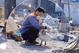 自家大公鹅喜欢找男主人抱抱，女主人在一旁吃醋拍摄#大鹅成精了（视频来源：@吨美圆）视频封面