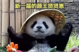 新一届的颜王贤贤崽，比表叔渝可还妈宝的妈宝熊 #大熊猫贤贤崽视频封面