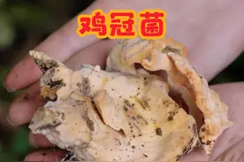 今天打野收获满满，你们见过芋头吗？是有毒的哦#大自然的馈赠#大山里的原生态#山货#植物科普#大山里的味道视频封面