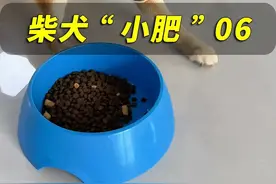 训护食一定要让狗知道食物是我们分配给它的 #训犬 #万物可爱计划 #宅家治愈记 #上海训犬师视频封面