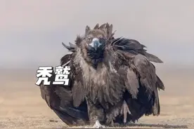 这就是你们熟悉的座山雕，秃鹫！一只绝不杀生的猛禽 #秃鹫 #猛禽