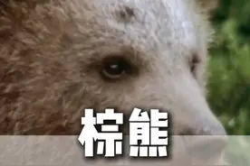 棕熊被太上老菌陷入致幻 #野生动物零距离 #动物世界 #棕熊吃菌子视频封面