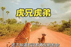 斗兽场生死搏杀的老虎，竟是失散多年的亲兄弟 #电影解说视频封面