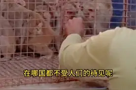印度人抓猴子比印尼人还狠？ #动物 #动物世界 #动物的迷惑行为 #猴子 #印度视频封面