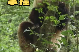 花花：爬树不就是轻轻松松吗 拿捏住了#大熊猫和花 #熊猫花花视频封面