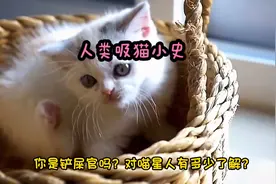 我们在喵星人眼里的样子，和人类有着“双相沟通障碍”的萌宠视频封面