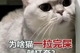 为啥猫咪一拉完屎，就要狂奔呢？ #养猫经验分享 #科学养猫攻略 #猫咪日常 #养猫新手 #猫咪的迷惑行为