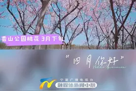 中卫最全赏花时间请查收视频封面