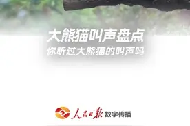 #大熊猫叫声盘点 大熊猫还会发出咩咩嗯嗯的叫声，你听过大熊猫的叫声吗？视频封面