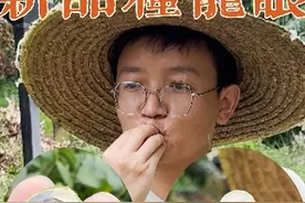 几乎无核的“报恩龙眼”你见过没有？#植物科普 #龙眼 #三农 #你见过吗 #无核荔枝视频封面