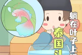 什么！一条鱼也要躺着睡觉。 #泰国斗鱼 #神奇的大自然 #涨知识 #科普一下 #原创动画