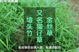 金丝草又名猫仔草、墙头竹 #草本植物 #中草药 #绿色生活视频封面