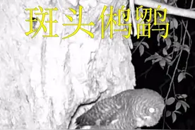 夜里经常听到这种鸟叫声，其实是猫头鹰在求偶呼唤视频封面