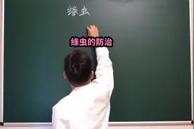 宠物寄生虫——绦虫的防治。#宠物寄生虫 #兽医 #猫咪 #狗狗视频封面