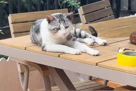 我喂的流浪猫，5天没来吃饭了！ #猫 #流浪猫视频封面