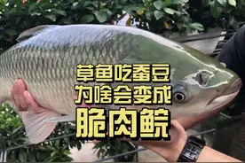 草鱼喂蚕豆，为啥会变成脆肉鲩？ #冷知识视频封面