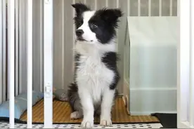 狗狗在笼子乱叫怎么办？🐶 看完这期视频解决你所有的困惑。
最近很多粉丝反应自己家狗狗不愿意在笼子的问题的，只要在笼子就叫，每天更新一期视频确定很赶时间，但是担心今天这期视频更新慢了大家的狗狗养成不好的习惯很难纠正，今天而外挤出时间来额外制作了这一期视频，希望可以帮助到三宝的粉丝们，也希望帮助更多的新手养狗朋友。
视频确实比较长，毕竟干货是枯燥的，希望大家耐心看完，对新手养狗的朋友是很有帮助的，因为狗狗在家乱叫确实是个很头疼的问题，也容易影响到邻居生活，所有这是狗狗到家第一天开始就需要矫正的问题，也是为了后期跟狗狗能够和谐共处快乐的在一起生活，视频后面还是讲到一些口令训练，狗狗习惯后就可以自己进笼子了，省去每次都需要抓它到笼子里。
也希望大家能够转发视频，让跟多宠友们能够看到，帮助更多新手朋友解决这个头疼的问题，减少宠物的弃养率，感谢大家！
#狗狗在笼子里叫怎么办#狗狗在笼子里叫  #狗狗乱叫怎么办 #狗狗进出笼训练 #狗狗进笼子视频封面
