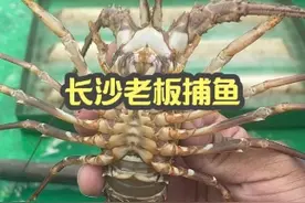 长沙老板开车1300公里出海捕鱼，今天给他抓大鱼！ #粤品月香  #出海捕鱼 #赶海 @抖音短视频视频封面