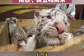 4月22日，河南郑州。含“萌”量超高！郑州一动物园喜迎白虎六胞胎，取名周一、周二、周三、周四、周五和周末视频封面