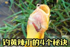 钓黄辣丁的4个秘诀，轻轻松松就爆护 #原来钓鱼才是抖音运动顶流视频封面