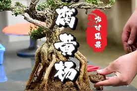 朋友寄来的黄杨树，根部腐烂，救护的过程希望可以帮到大家 #黄杨 #盆景 #种植小技巧 #来抖音学盆景 #雀舌黄杨盆景视频封面