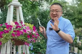 矮牵牛续命大法，现在做刚刚好 #园艺生活 #爱生活爱养花 #矮牵牛