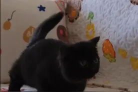 测试猫爪朝下定律，在矮脚猫身上也会适用吗？#可爱到爆炸💥 #萌宠出道计划 @DOU+小助手 #养猫 #吸猫视频封面