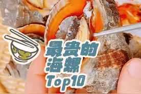 你知道最贵的海螺是哪种吗 最贵的海螺Top10 #百科 #美食 #海鲜视频封面