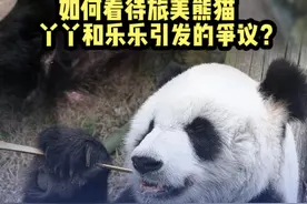 如何看待旅美熊猫丫丫和乐乐近期在网络引起的议论？#熊猫 #美国视频封面